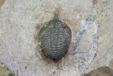 Pseudocryphaeus (Cryphina) Trilobite - Lghaft, morocco #75567-4